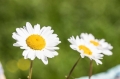 Fleurissons notre commune